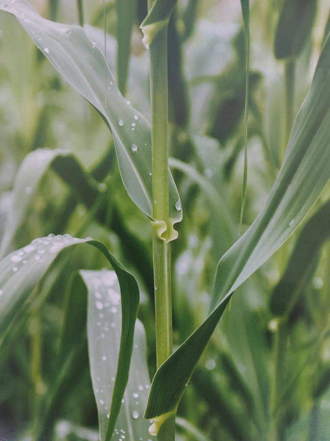 以草代木、天然抗菌、可自然降解，新鄉(xiāng)化纖開創(chuàng)新的&ldquo;傳奇&rdquo;&mdash;&mdash;菌草纖維 