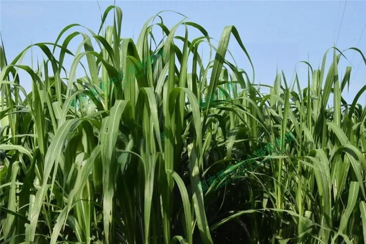 以草代木、天然抗菌、可自然降解，新鄉(xiāng)化纖開創(chuàng)新的&ldquo;傳奇&rdquo;&mdash;&mdash;菌草纖維 